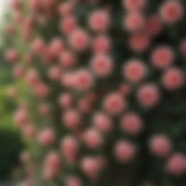 Close-up view of various climbing rose varieties showcasing colors and textures