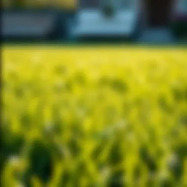 Bermuda Grass: A Sunny Day Champion A vibrant lawn of Bermuda grass showcasing its resilience to sun