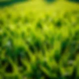 A lush lawn featuring Kentucky Bluegrass under bright sunlight