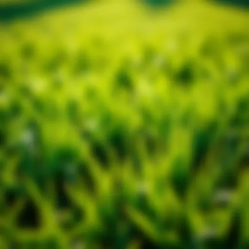 A lush lawn featuring Kentucky Bluegrass under bright sunlight