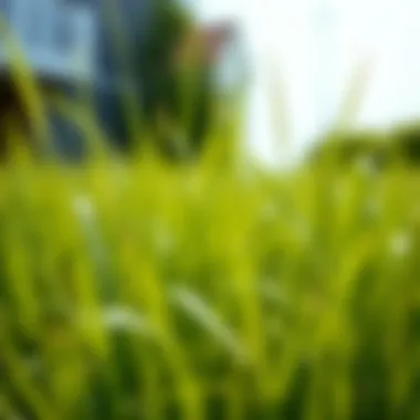 Tall Fescue: Tolerance and Texture in Sunshine Tall fescue grass with deep roots, ideal for sunny regions