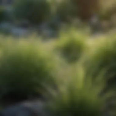 Diverse grass species displayed in a garden setting.