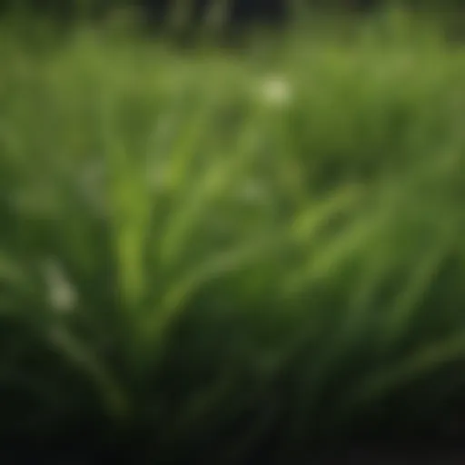 Close-up of healthy grass blades showcasing texture and color.