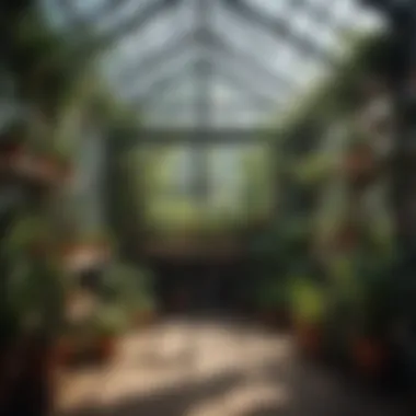 Inside a thriving small hothouse A beautifully designed small hothouse showcasing various plants thriving inside.