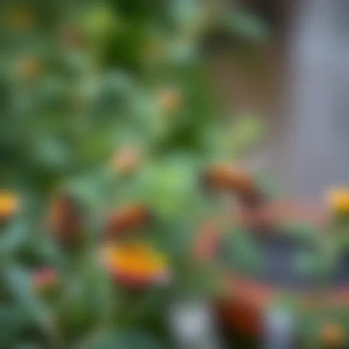 Strategies for Keeping Bees at Bay Summary