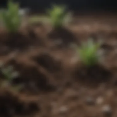 Fertile Soil Conditions A close-up of soil demonstrating rich, fertile conditions
