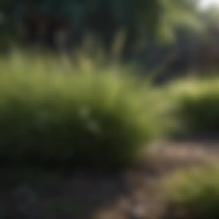 Different grass types for various climates