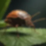 Close-up of a stink bug on a leaf