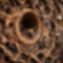 Identifying wood bee nesting sites in wooden structures