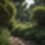Lush garden with dense shrubbery