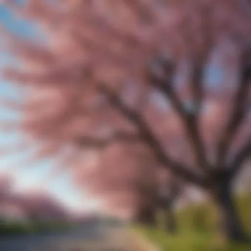 A serene view of cherry trees in full bloom, showcasing their delicate pink blossoms against a clear blue sky.