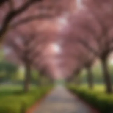 A tranquil park scene with cherry trees lining a path, inviting visitors to walk beneath the blooming canopy.