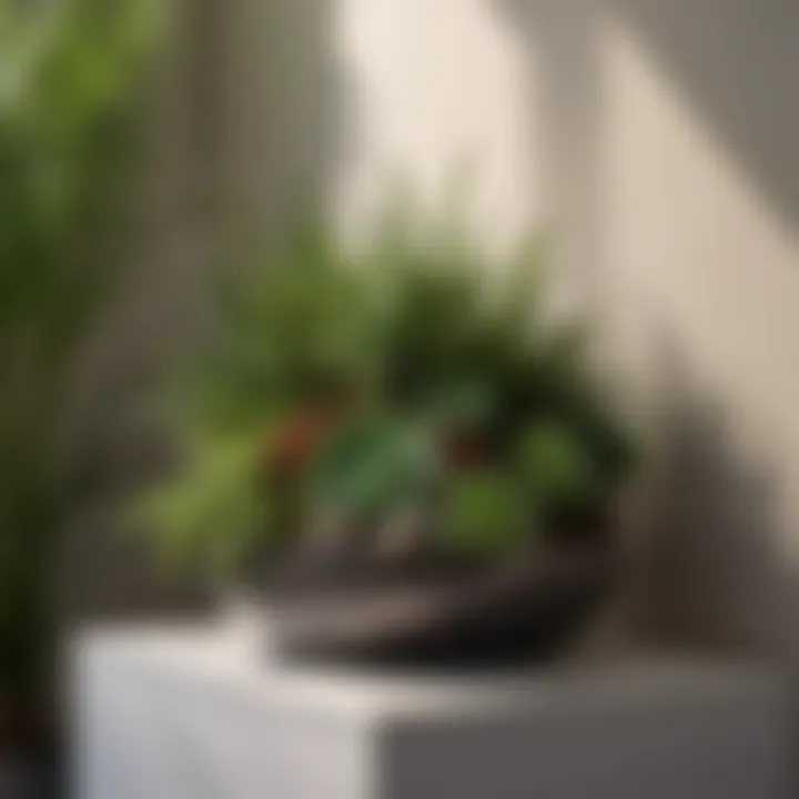 A well-lit corner featuring a unique arrangement of succulents and ferns