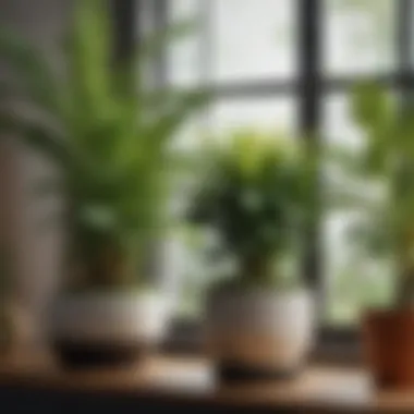 Diverse Textures and Colors in Plant Selection Close-up of a variety of potted plants showcasing different textures and colors