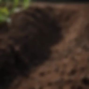 Close-up of rich, dark soil ready for seeding