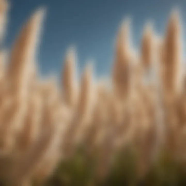 Close-up of pampas grass plumes swaying in the breeze