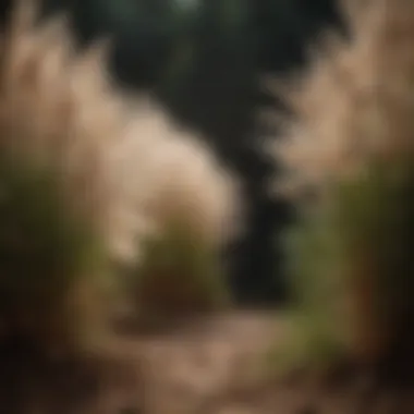 Healthy pampas grass thriving in well-conditioned soil