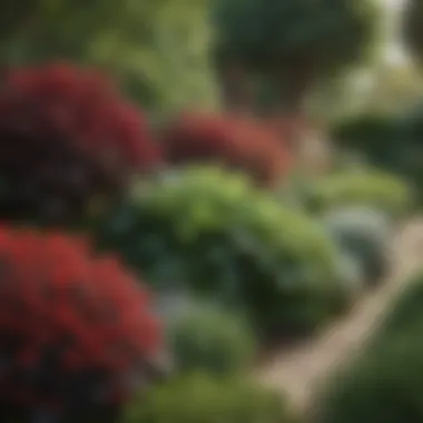 Diverse Plant Cover in Garden Vibrant garden filled with diverse plant cover