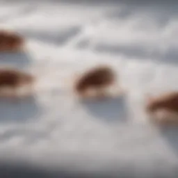 Close-up of bed bugs on a mattress