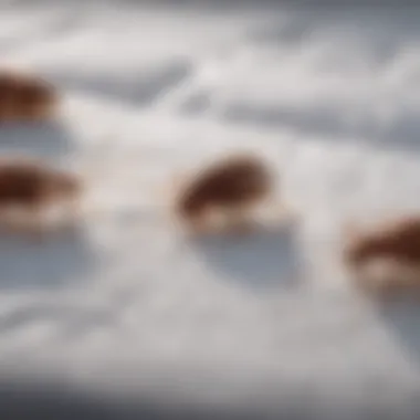 Close-up view of bed bugs on a mattress surface Close-up of bed bugs on a mattress