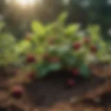 Lush raspberry plants thriving in nutrient-rich soil