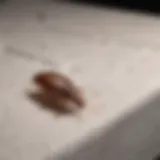 Close-up of bed bug on a mattress
