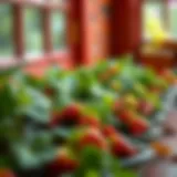 The Optimal Compost for Growing Strawberries in Pots Introduction