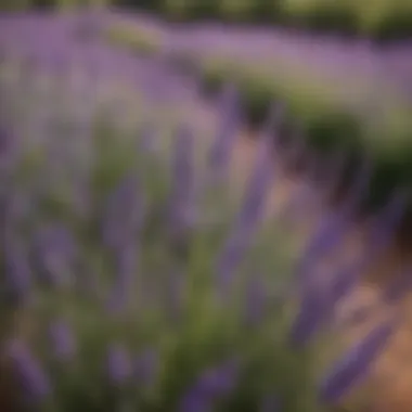 Close-up of lavender, a well-known bug repellent plant, in full bloom