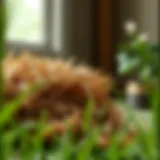 The Role of Straw in Grass Seed Germination Introduction