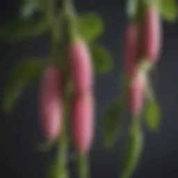 A close-up of spring blush snap peas on the vine
