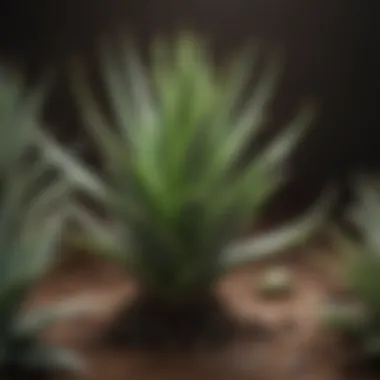 Healthy aloe plant thriving in optimal conditions