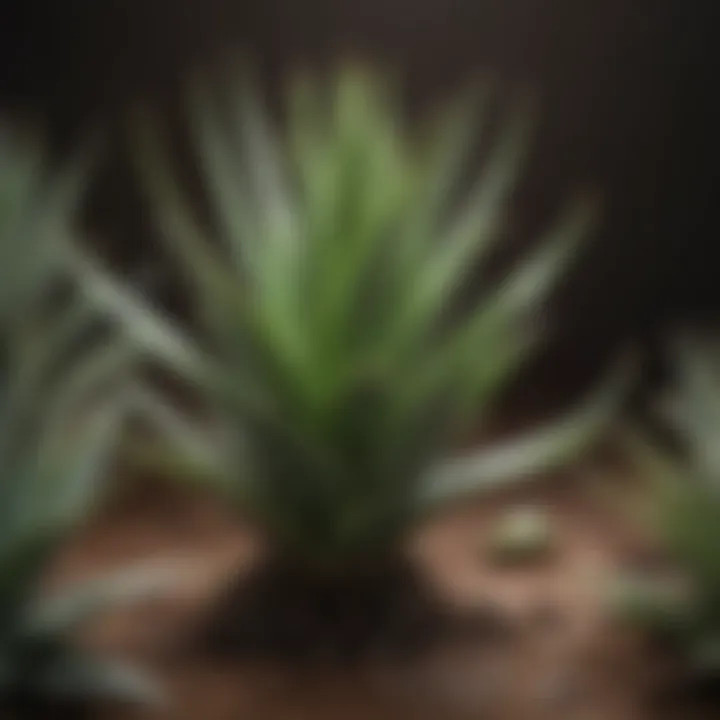 Healthy aloe plant thriving in optimal conditions