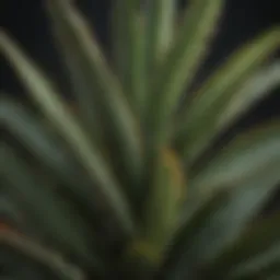 Close-up of an aloe plant with browning tips