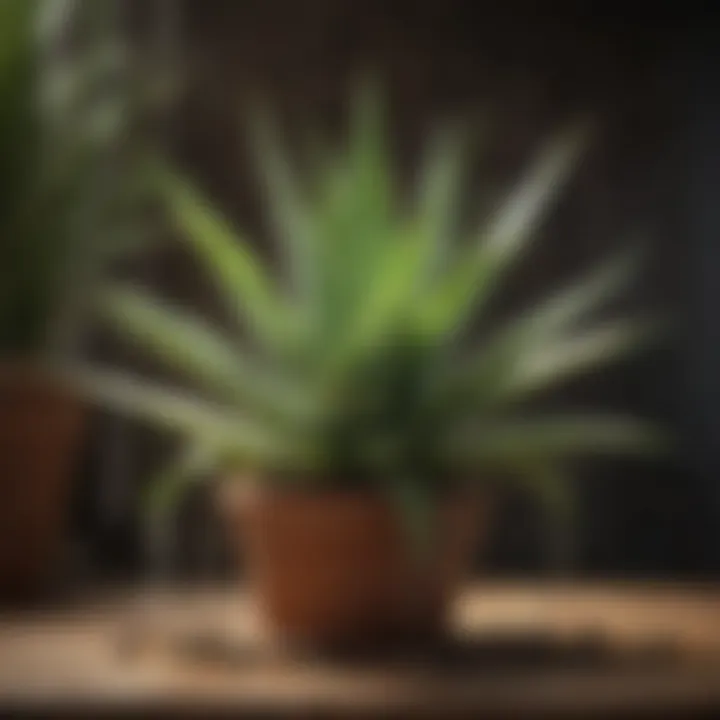 Signs of overwatering in an aloe plant