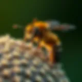 Understanding Carpenter Bees Swarming: Behavior, Impact, and Management Introduction
