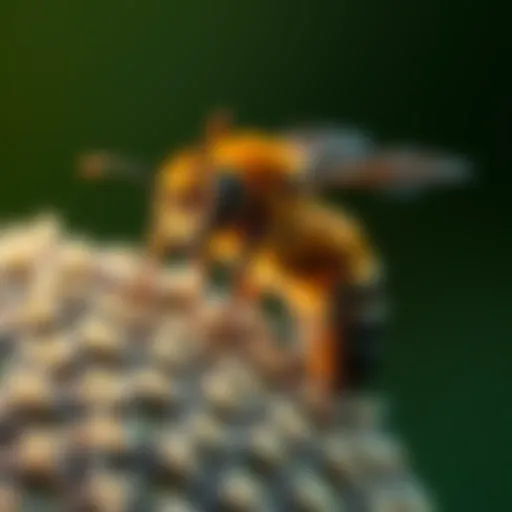 Understanding Carpenter Bees Swarming: Behavior, Impact, and Management Introduction