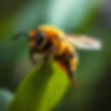 Notable Understanding Carpenter Bees Swarming: Behavior, Impact, and Management Notable Understanding Carpenter Bees Swarming: Behavior, Impact, and Management