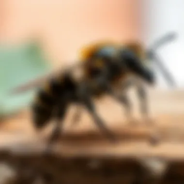 Understanding Carpenter Bees Swarming: Behavior, Impact, and Management Summary Understanding Carpenter Bees Swarming: Behavior, Impact, and Management Summary