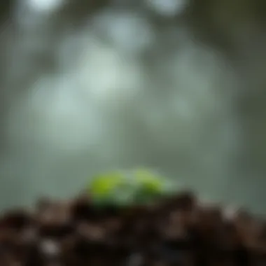 Notable Understanding Compost Ingredients: Building the Perfect Blend Notable Understanding Compost Ingredients: Building the Perfect Blend