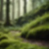 Lush moss yard showcasing vibrant green textures