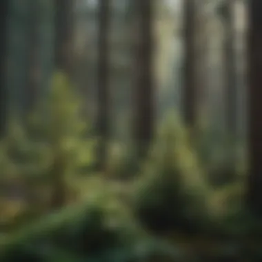 Diversity of Evergreen Trees in Natural Habitat Vibrant evergreen forest showcasing diverse tree species