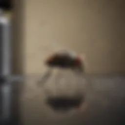 Close-up view of a fly on a kitchen counter