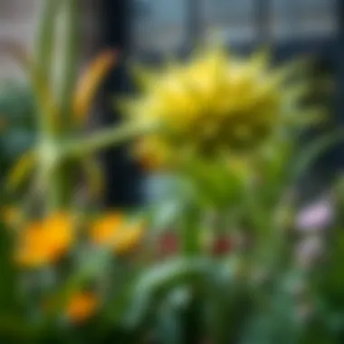 Notable Understanding Front Yard Plants: A Comprehensive Guide Notable Understanding Front Yard Plants: A Comprehensive Guide