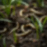 Lawn Grubs in Their Natural Habitat Close-up of lawn grubs in soil