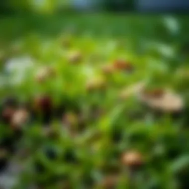 Impact of Lawn Grubs on Turf Health Damaged lawn showing signs of grub infestation