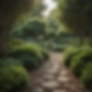 A serene garden featuring low upkeep shrubbery