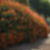 Vibrant low maintenance shrubs in a sunny garden