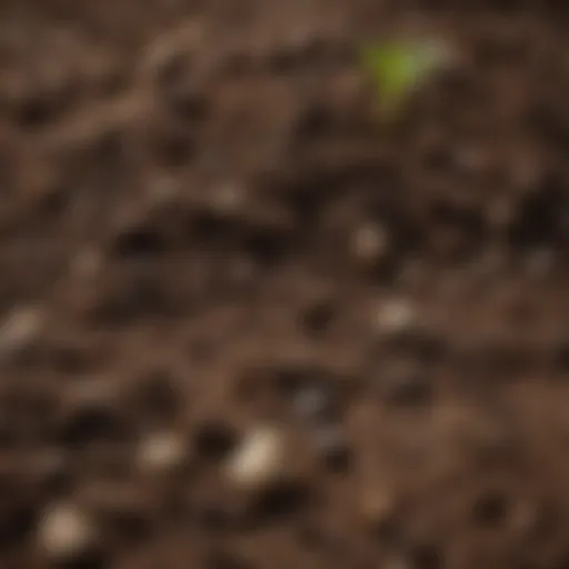 Close-up view of healthy garden soil showcasing its texture and structure.