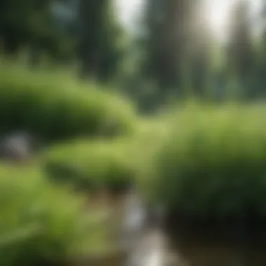 Healthy Grass Growth Healthy green grass thriving under optimal watering conditions