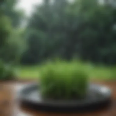 Monitoring Rainfall A rain gauge monitoring rainfall to optimize watering schedule